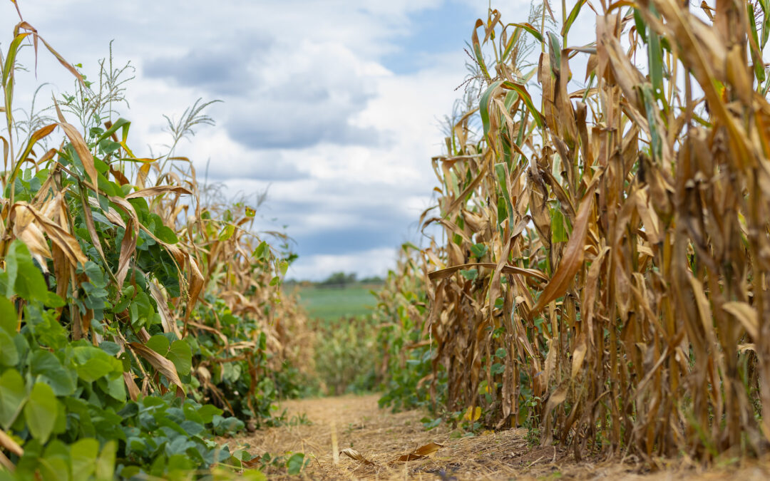 Benefits of Crop Rotation