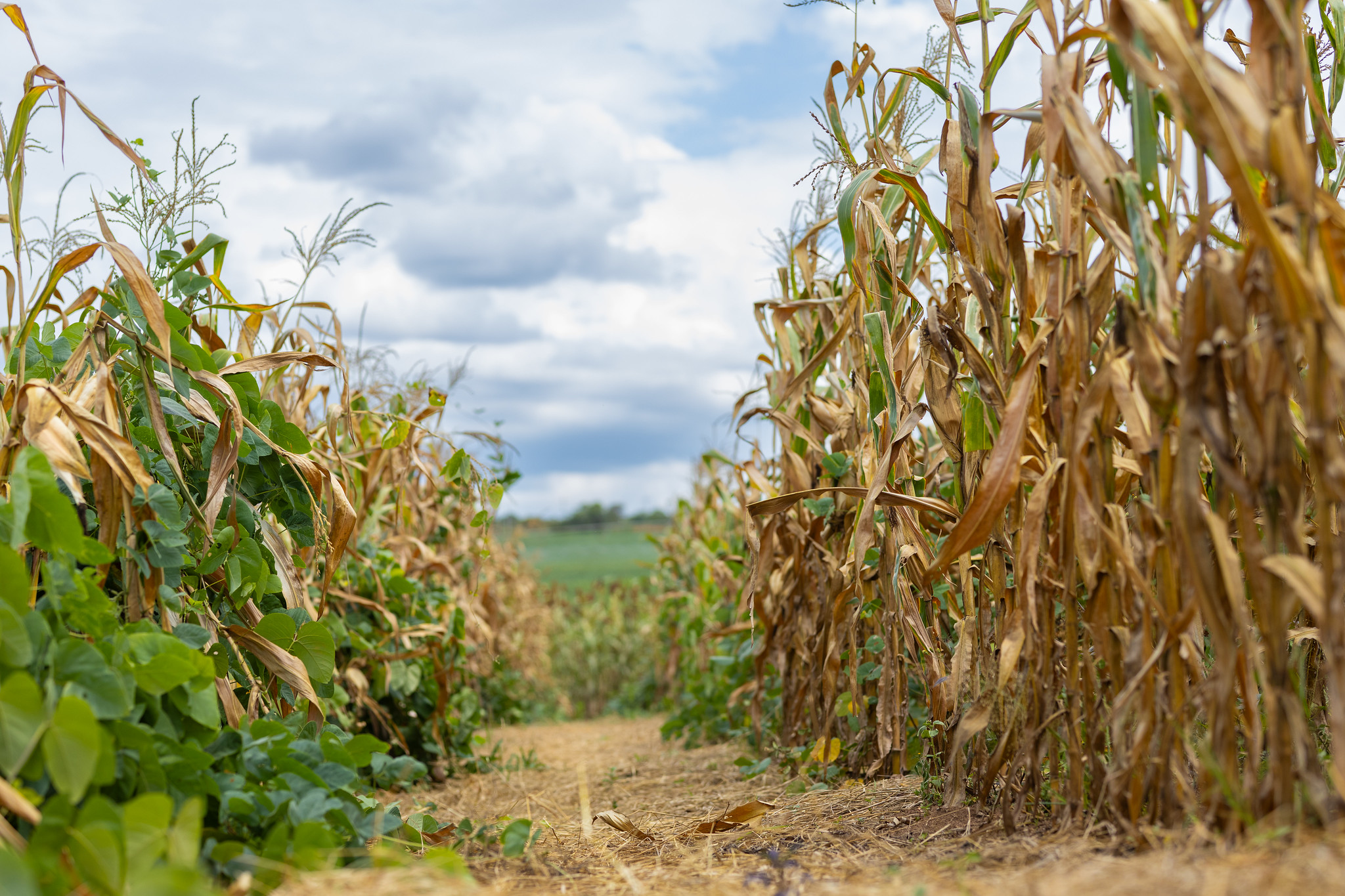 Benefits of Crop Rotation