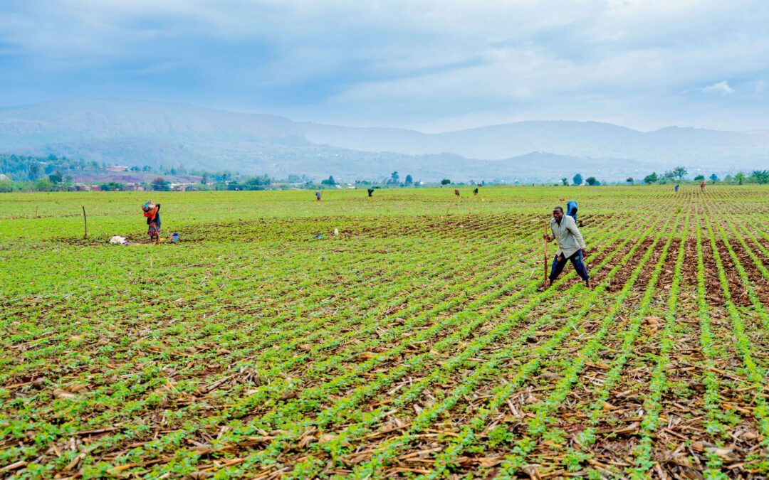 Conservation agriculture: Rwanda’s practical response to climate change and soil degradation