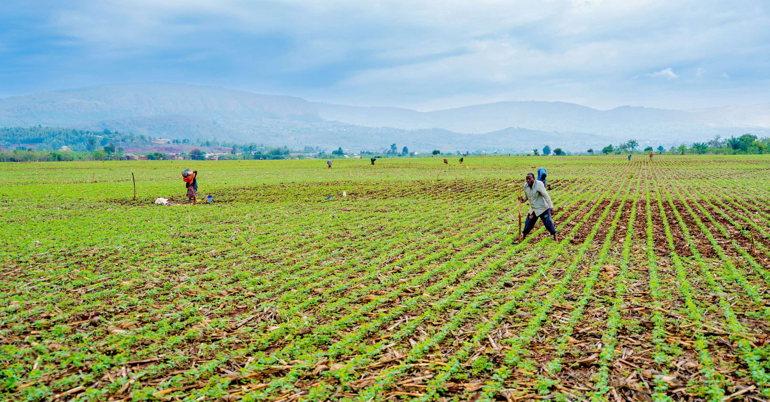 Conservation agriculture: Rwanda’s practical response to climate change and soil degradation