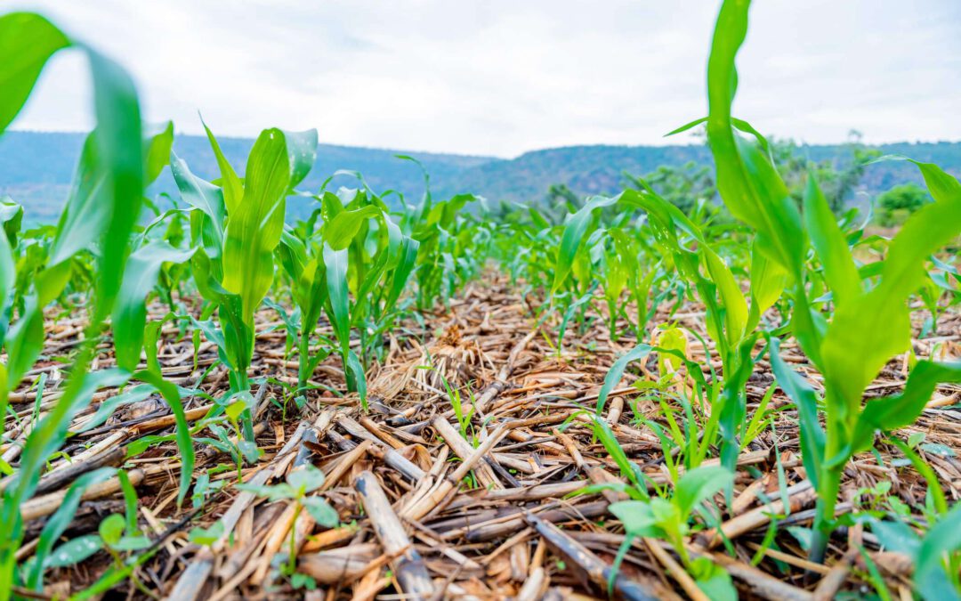 Cultivating Change: Optimism Grows Among Gakenke’s CA Pioneers as RICA Intensifies Campaign