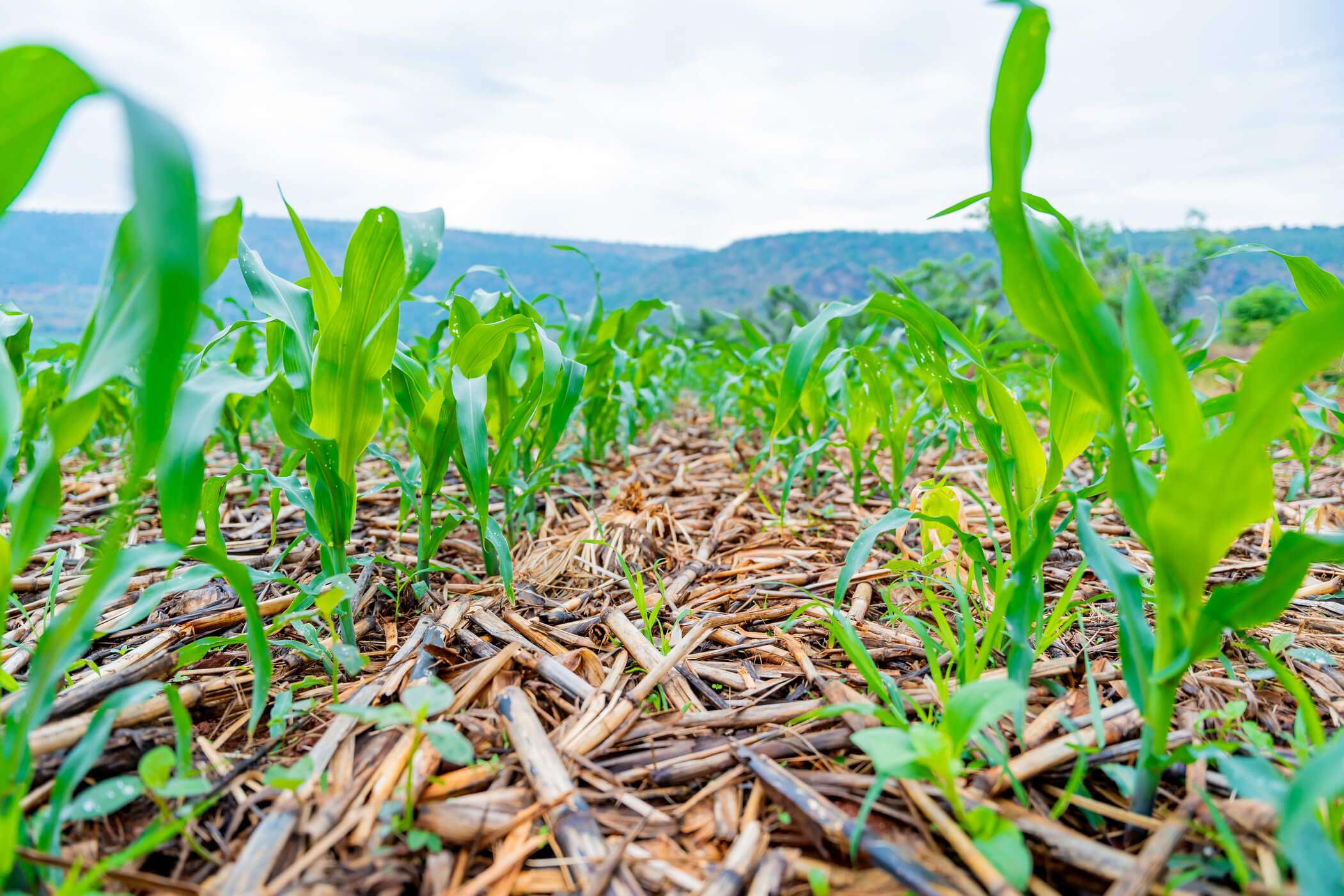Cultivating Change: Optimism Grows Among Gakenke’s CA Pioneers as RICA Intensifies Campaign